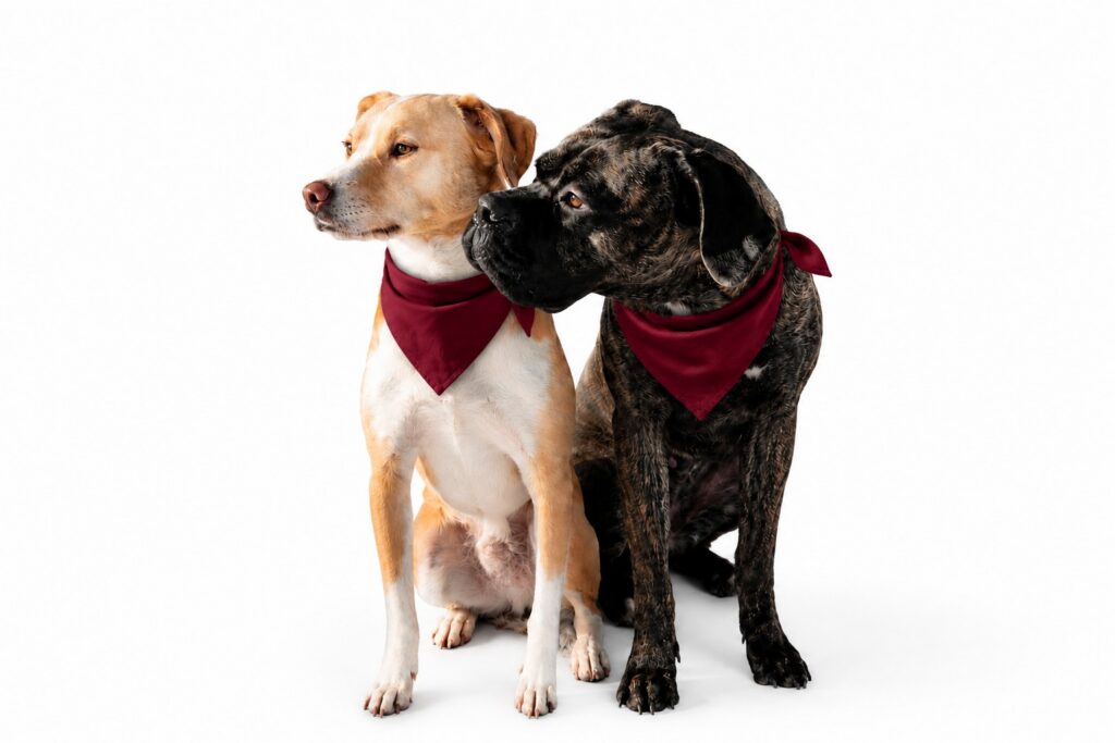Jimmy und Elfriede, die Pausenmanager von Modul Training, zwei Hunde mit roten Halstüchern