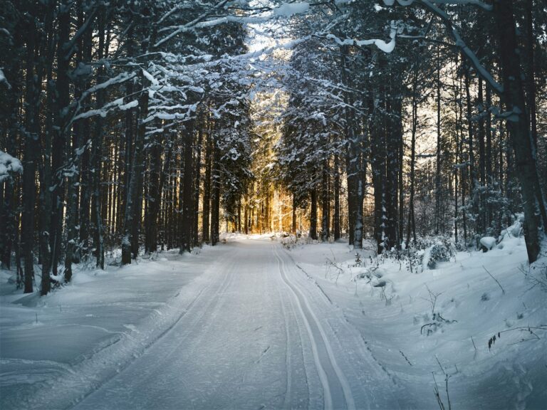 Winterakademie Vertrieb im Harz: verschneiter Waldweg im Gegenlicht