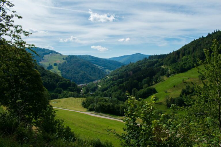 Grünes Tal mit Bäumen im Schwarzwald – Landzeit-Seminare im Wald