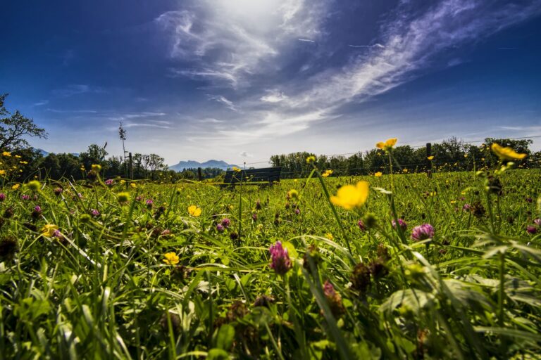 Blumenwiese mit Bank in Bayern – Landzeit-Seminar als Inhouse-Seminar für Ihr Team
