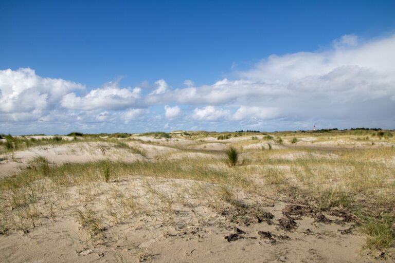 Sommerakademie Service an der Nordsee für Ihr Team: Dünen unter blauem Himmel