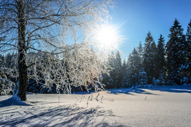 Winterakademie im Harz: Sonne scheint durch raureifbedeckte Bäume über einem verschneiten Fichtenwald